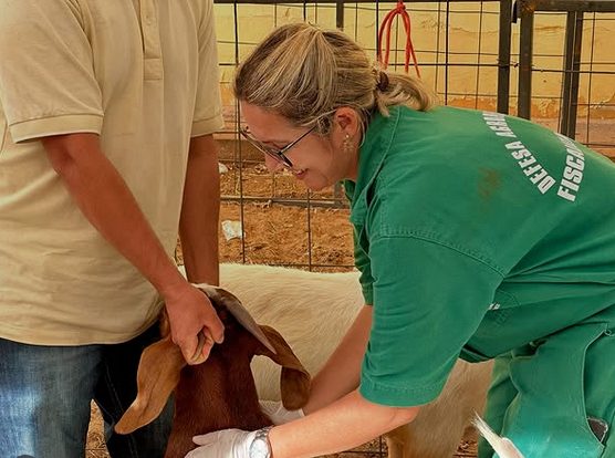 Rainhas e animais começam a chegar para a 8ª Festa da Cabra Rainha em Santo André
